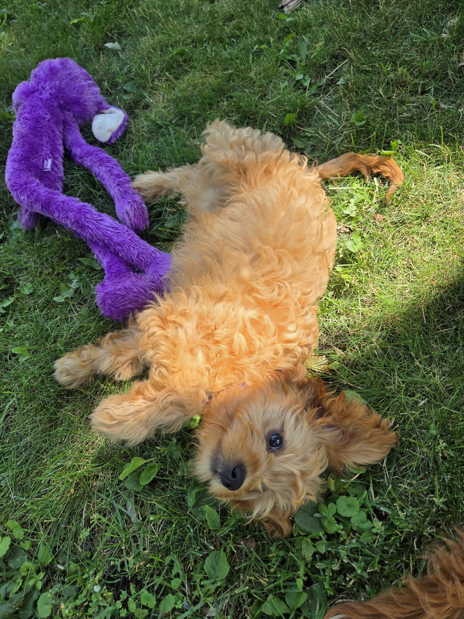 Ned, a Adopted mixed breed in Brooklyn Center, MN image 3/3