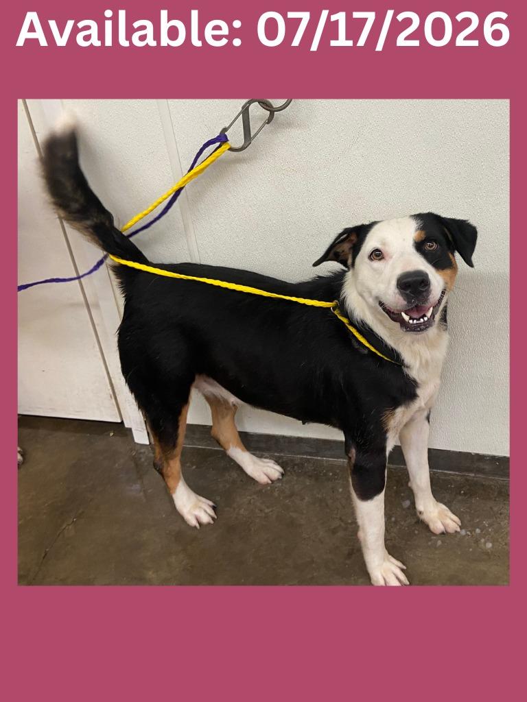 Dog Kennel #13 Gala, a Adoptable mixed breed in Greenville, TX image 3/3