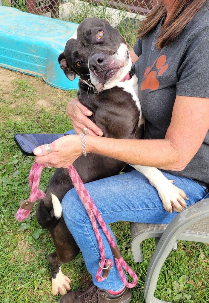 Enlarge Rita, a Adoptable mixed breed in Lisbon, OH image 4/5