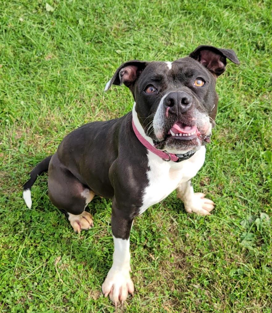 Enlarge Rita, a Adoptable mixed breed in Lisbon, OH image 5/5