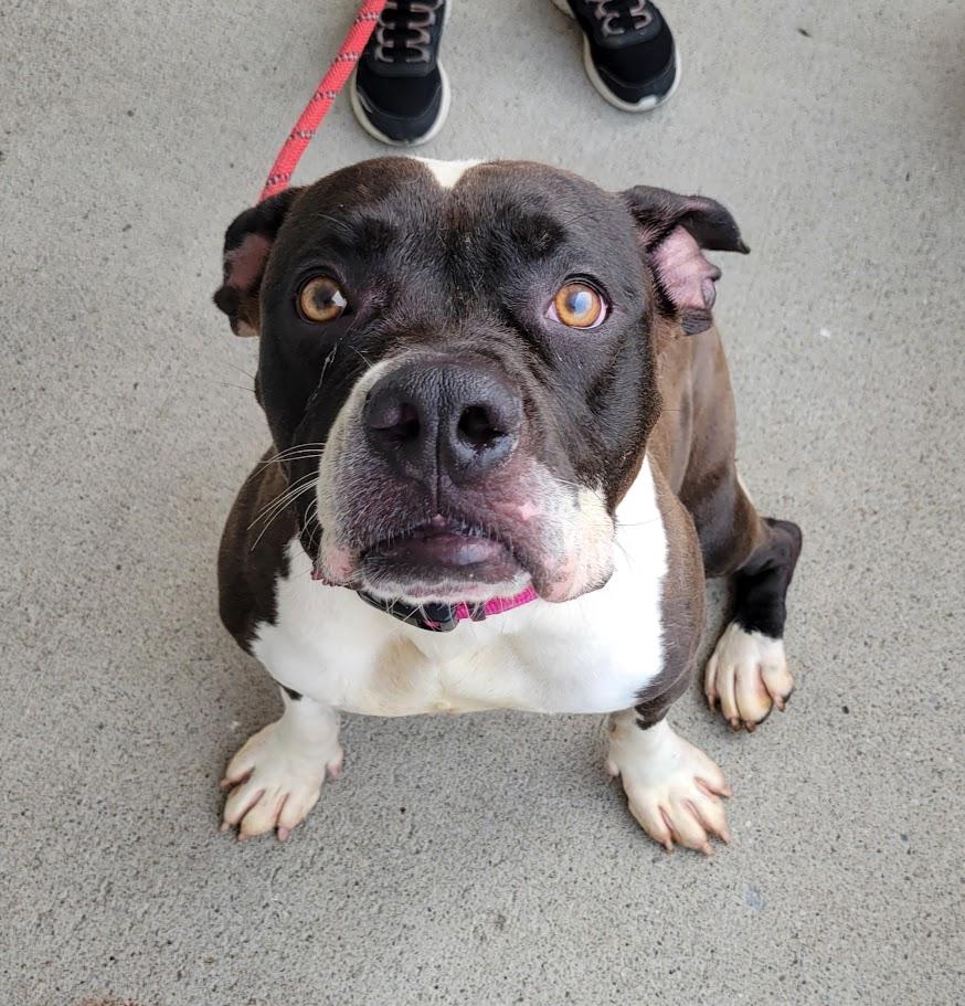 Rita, a ADOPTABLE mixed breed in Lisbon, OH image 4/4
