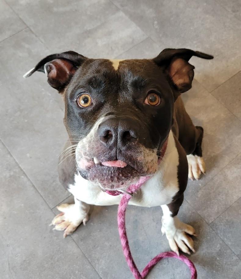 Rita, a ADOPTABLE mixed breed in Lisbon, OH image 2/4