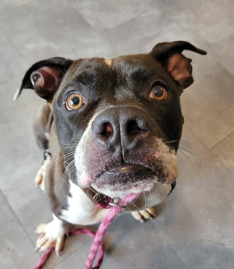 Rita, ADOPTABLE, Young Female Bulldog & Pit Bull Terrier.