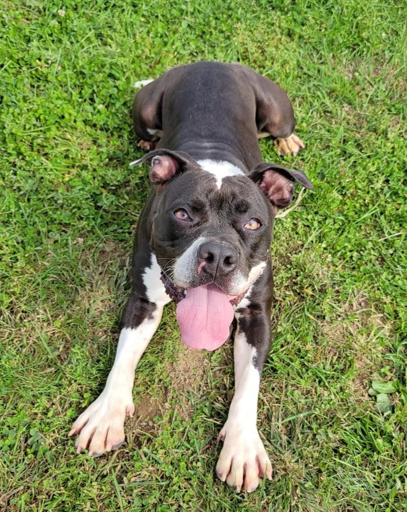 Enlarge Rita, a Adoptable mixed breed in Lisbon, OH image 3/5