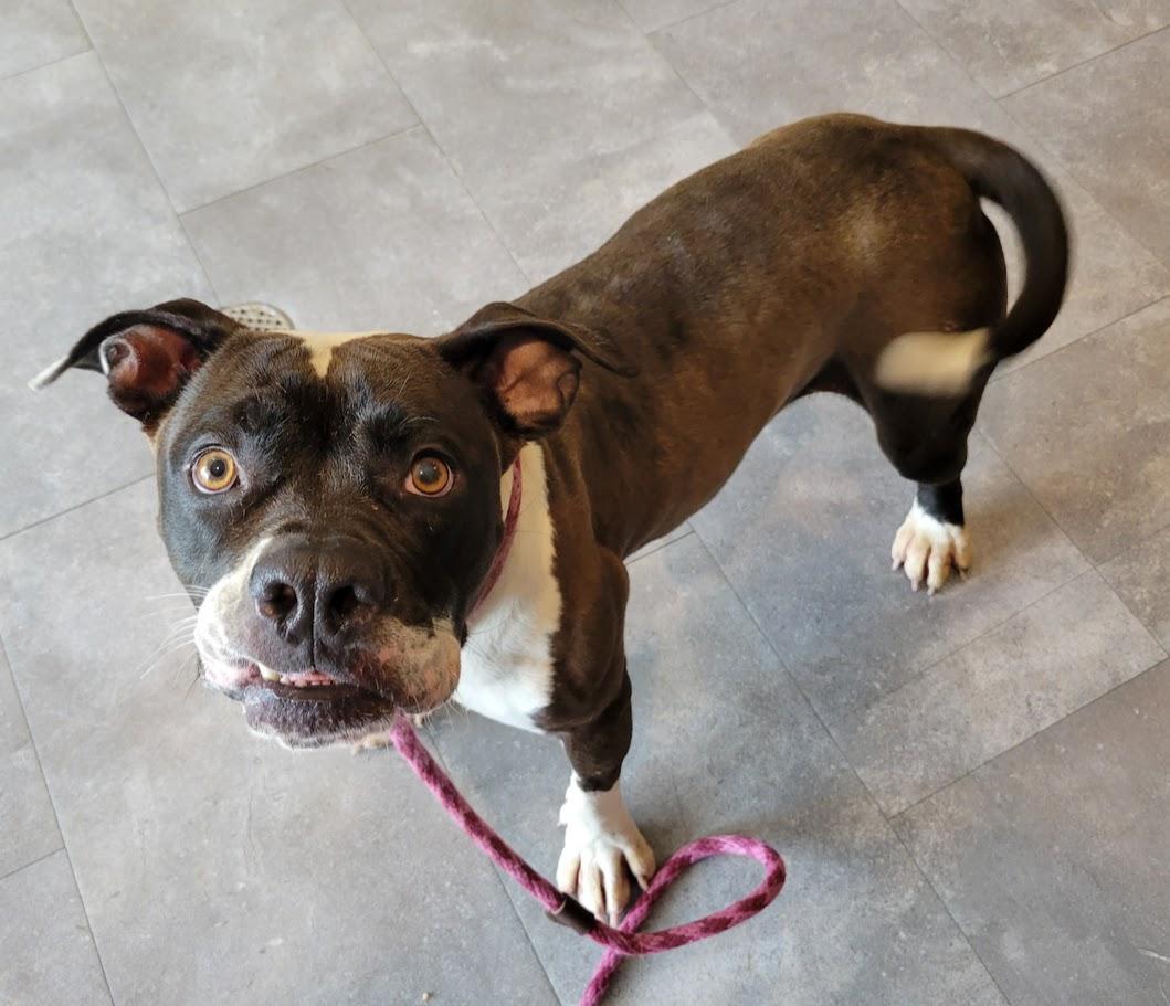 Rita, a ADOPTABLE mixed breed in Lisbon, OH image 3/4