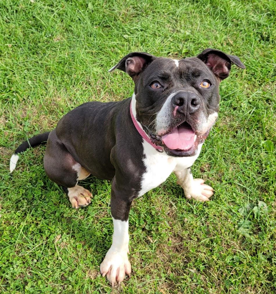 Rita, Adoptable, Young Female Bulldog & Pit Bull Terrier.