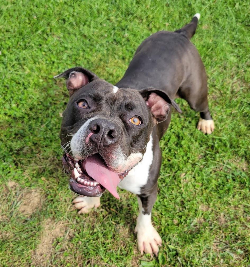 Enlarge Rita, a Adoptable mixed breed in Lisbon, OH image 2/5