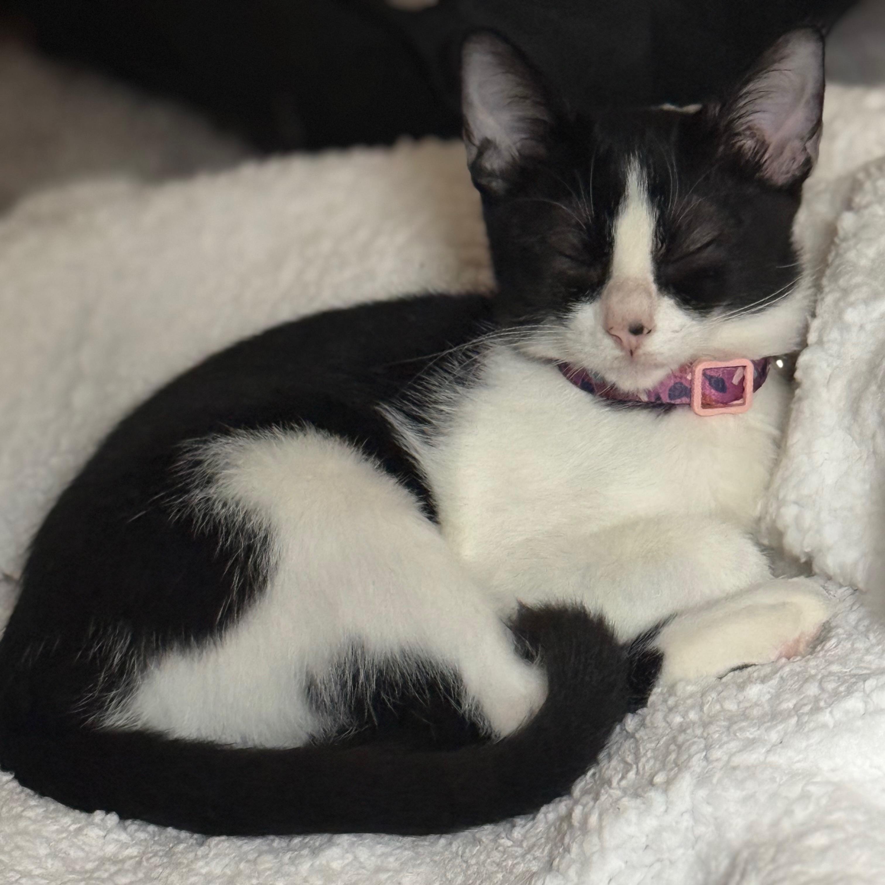 Moony, a Adoptable Domestic Short Hair in Annapolis, MD image 5/6