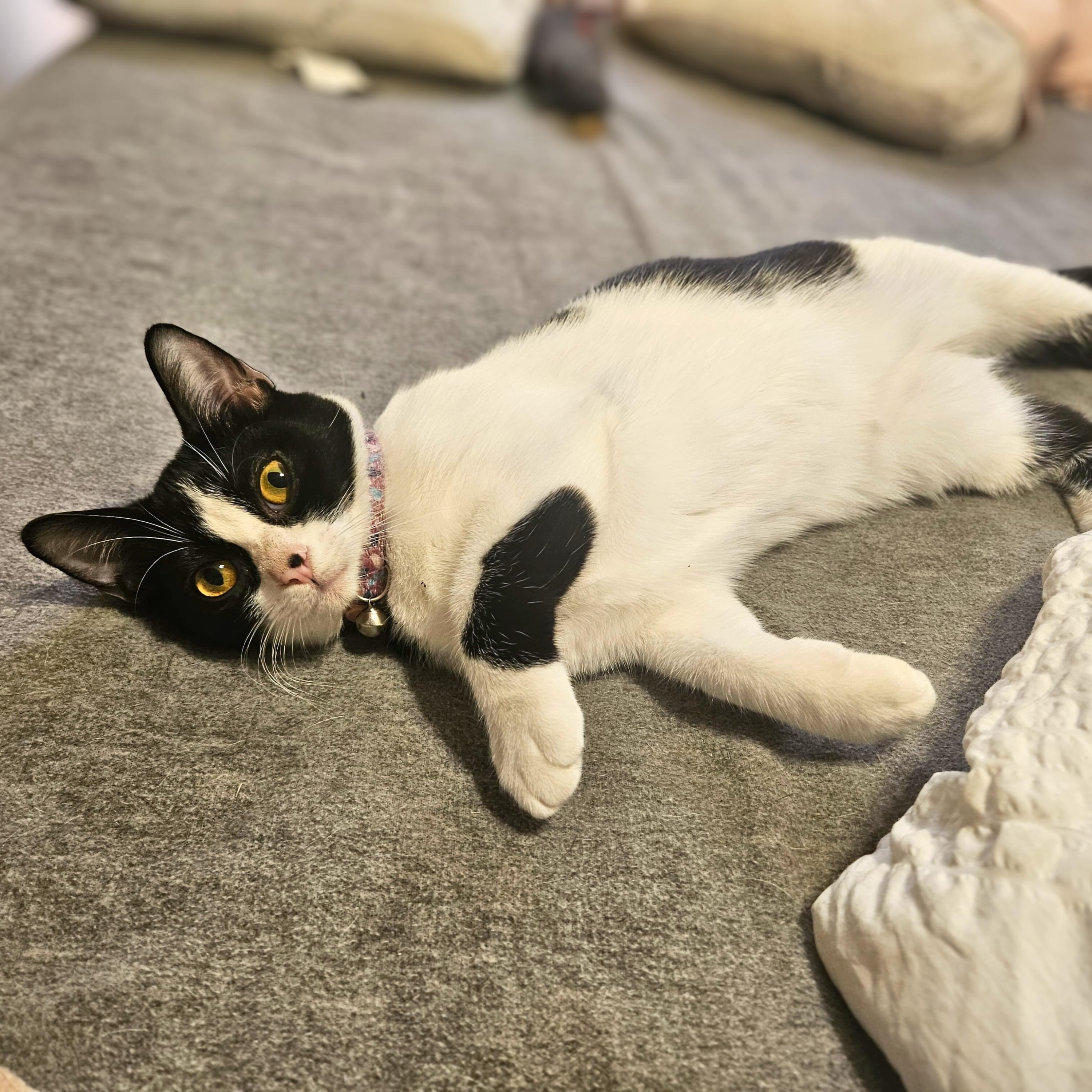 Moony, a Adoptable Domestic Short Hair in Annapolis, MD image 6/6