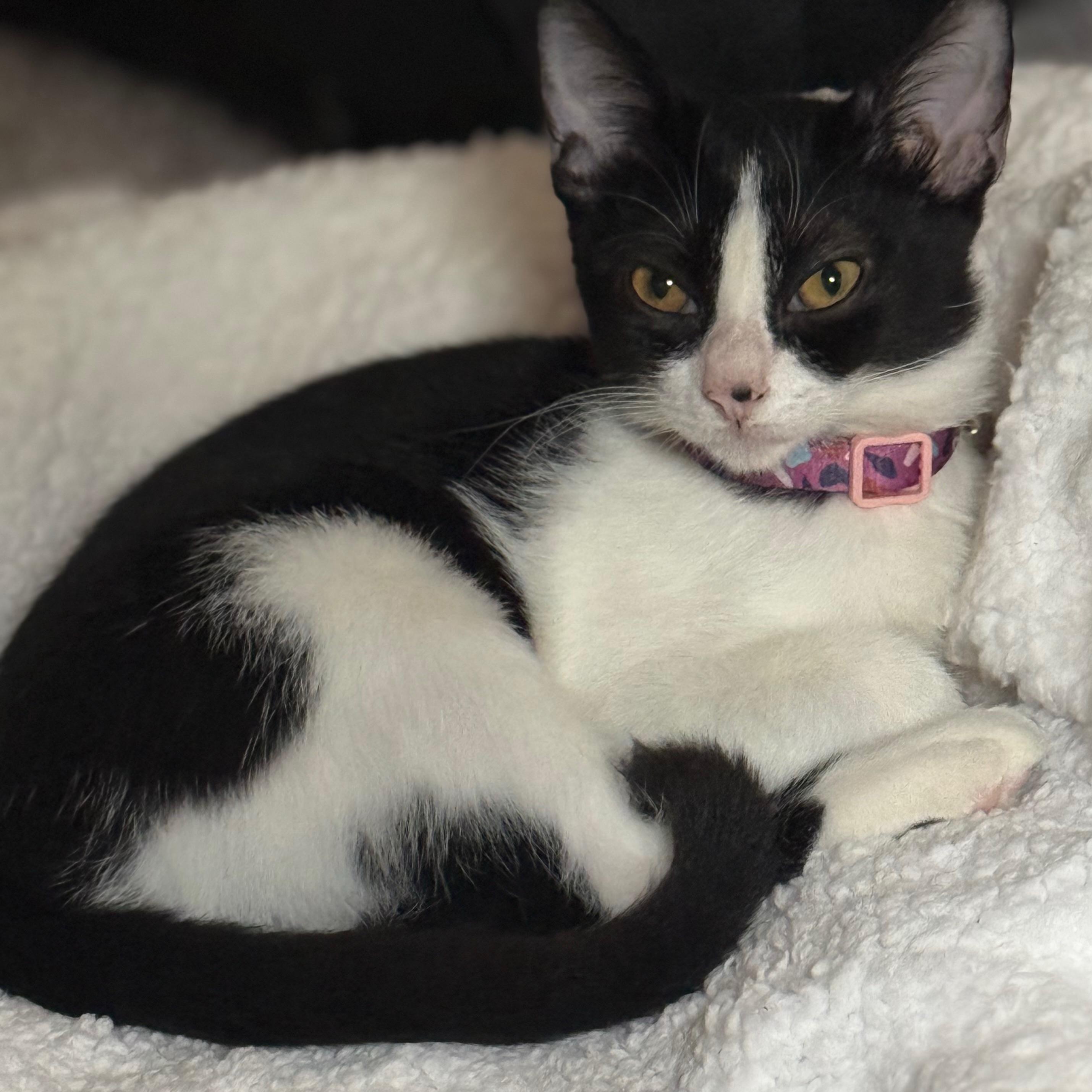 Moony, a Adoptable Domestic Short Hair in Annapolis, MD image 2/6