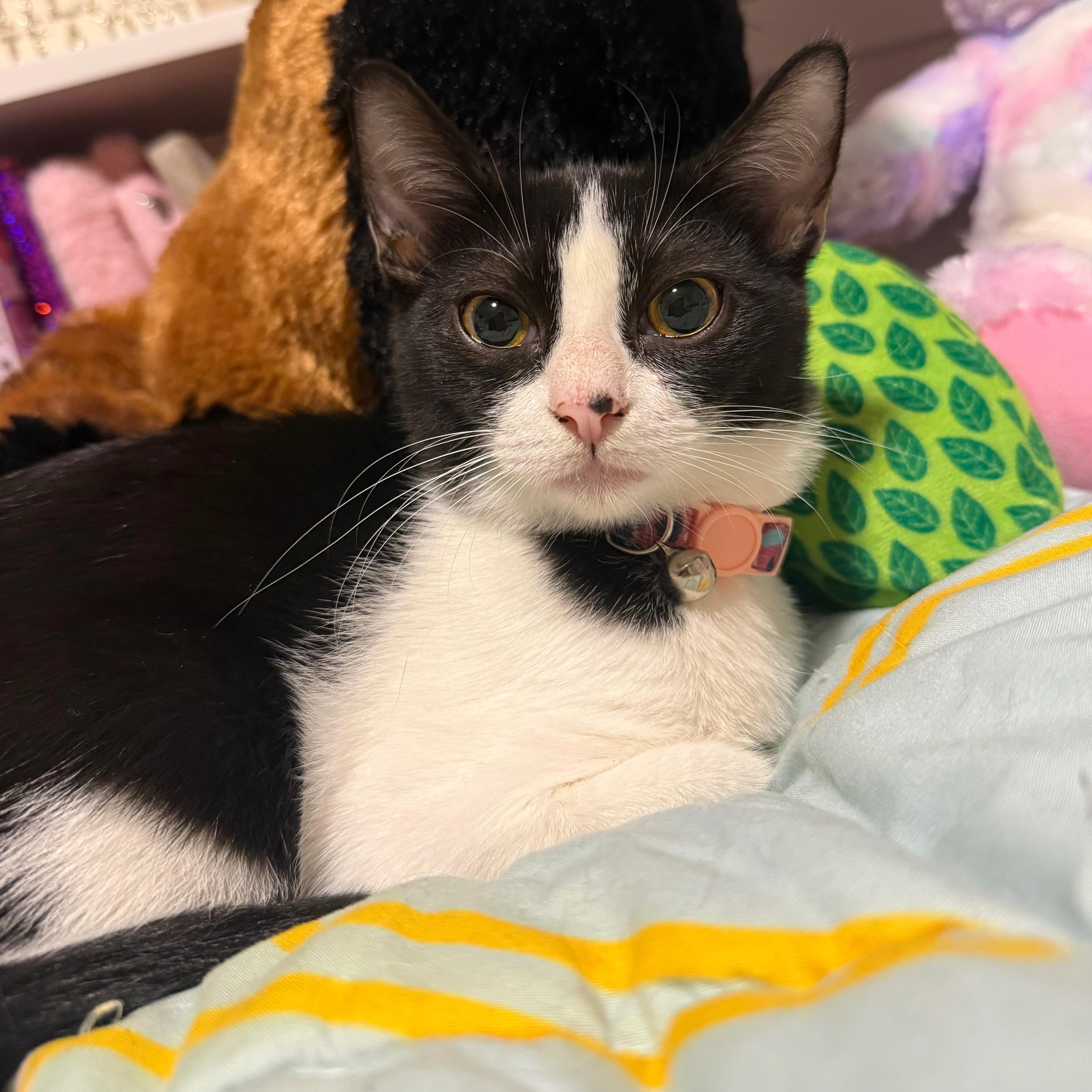 Moony, a Adoptable Domestic Short Hair in Annapolis, MD image 4/6