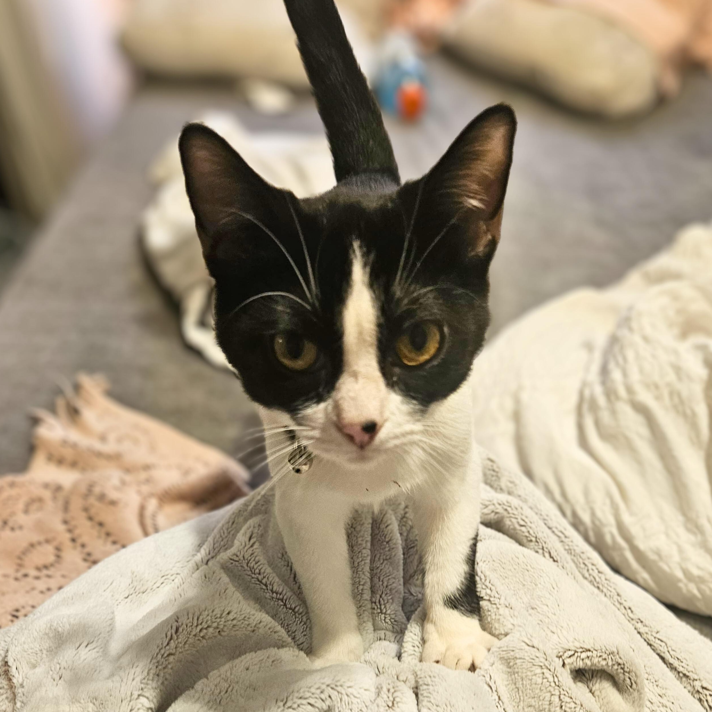 Moony, Adoptable, Kitten Female Domestic Short Hair.