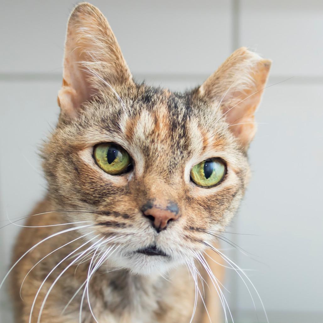 Nonna, Adoptable, Senior Female Domestic Short Hair.