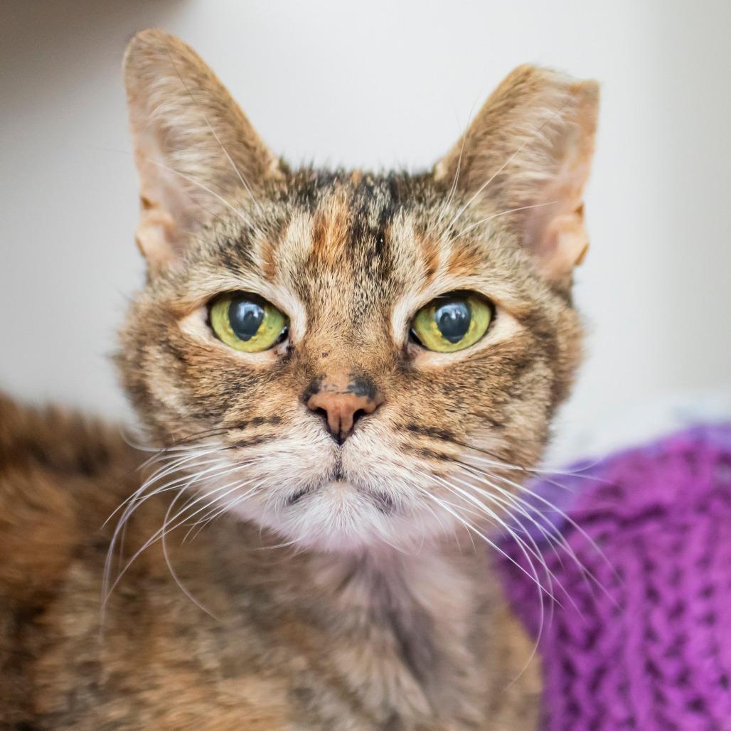 Enlarge Nonna, a Adoptable Domestic Short Hair in Middletown, RI image 2/2