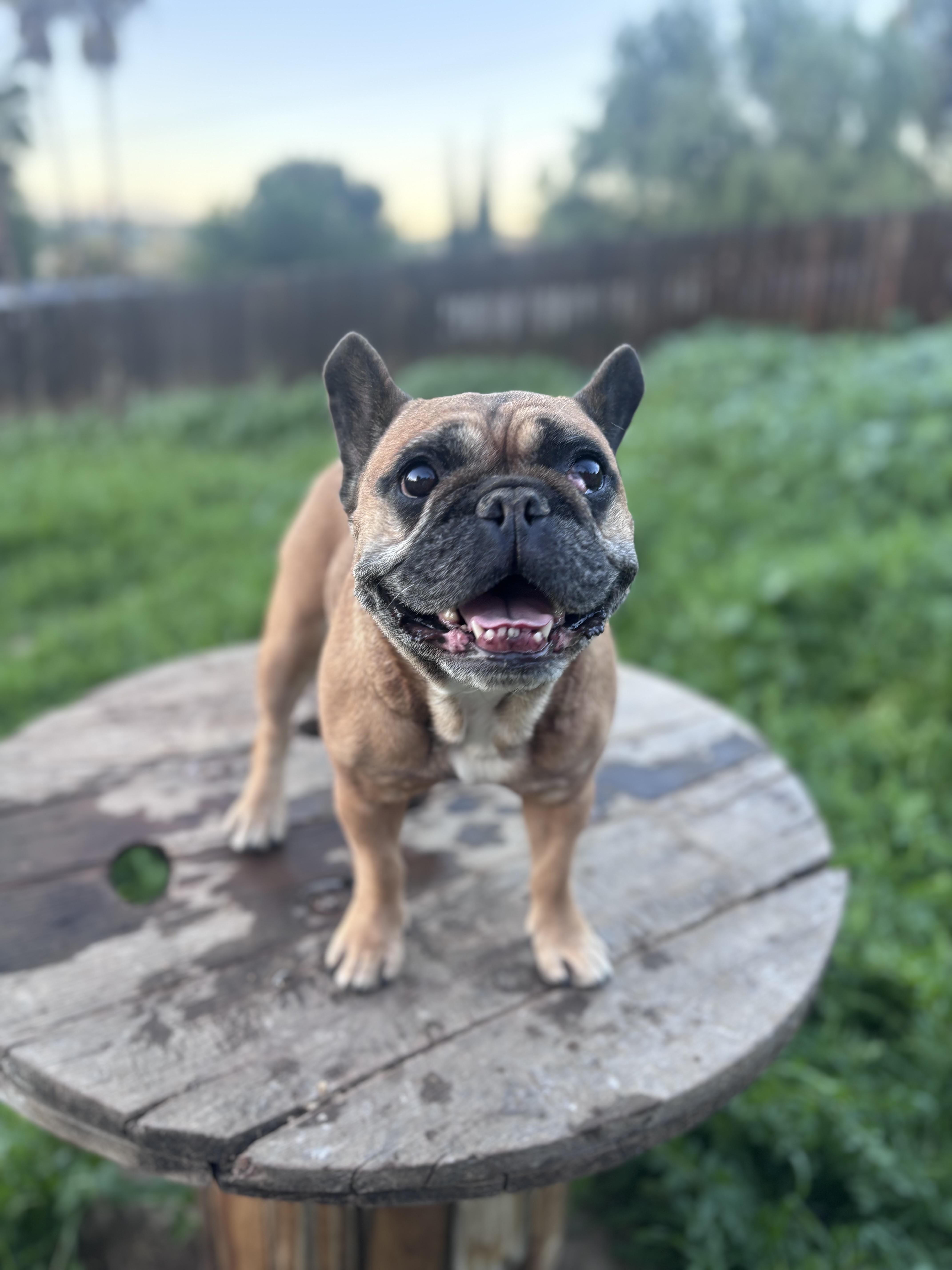 Zoey, ADOPTABLE, Adult Female French Bulldog.