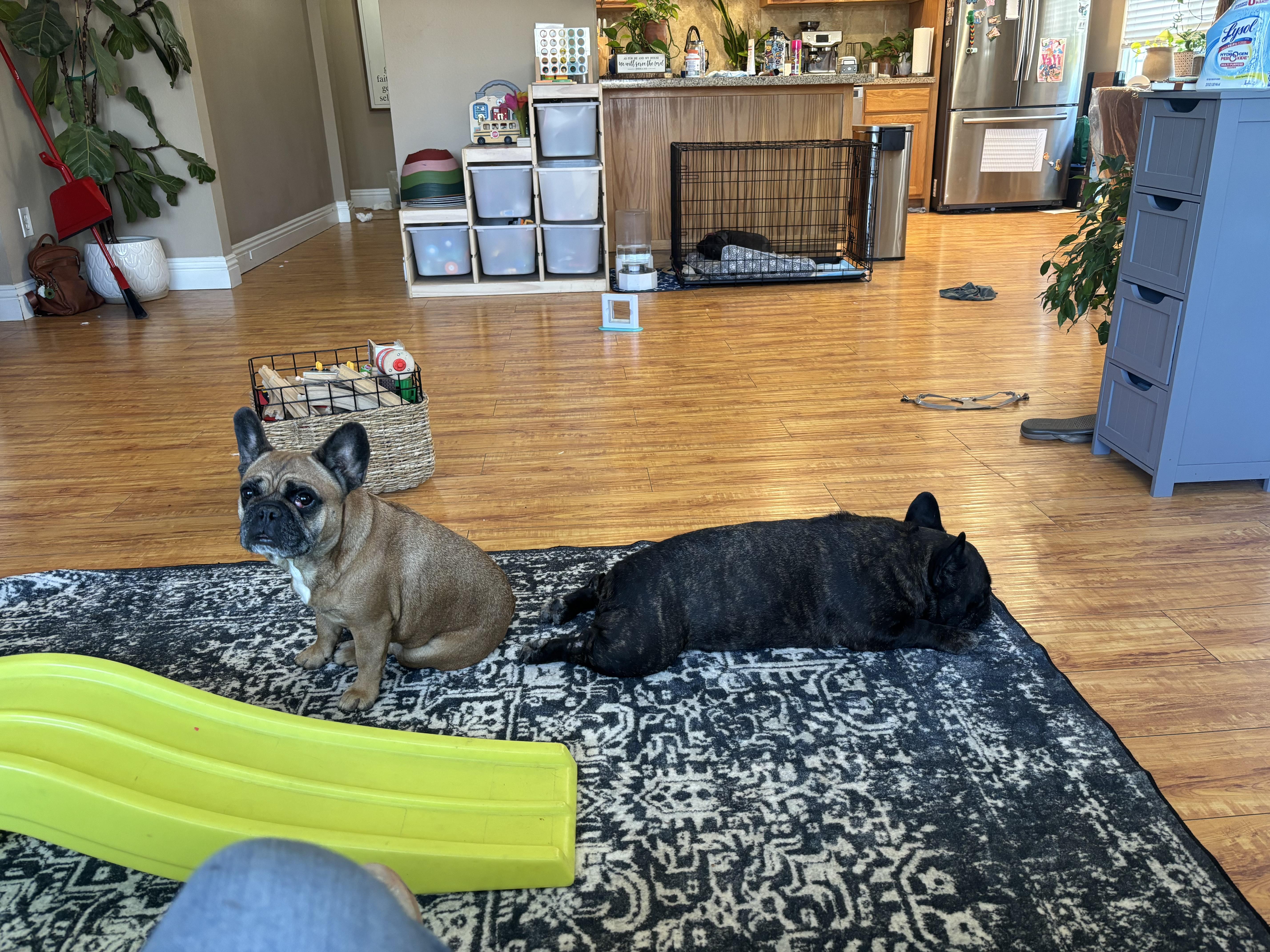 Enlarge Zoey, a ADOPTABLE French Bulldog in Corona, CA image 4/4