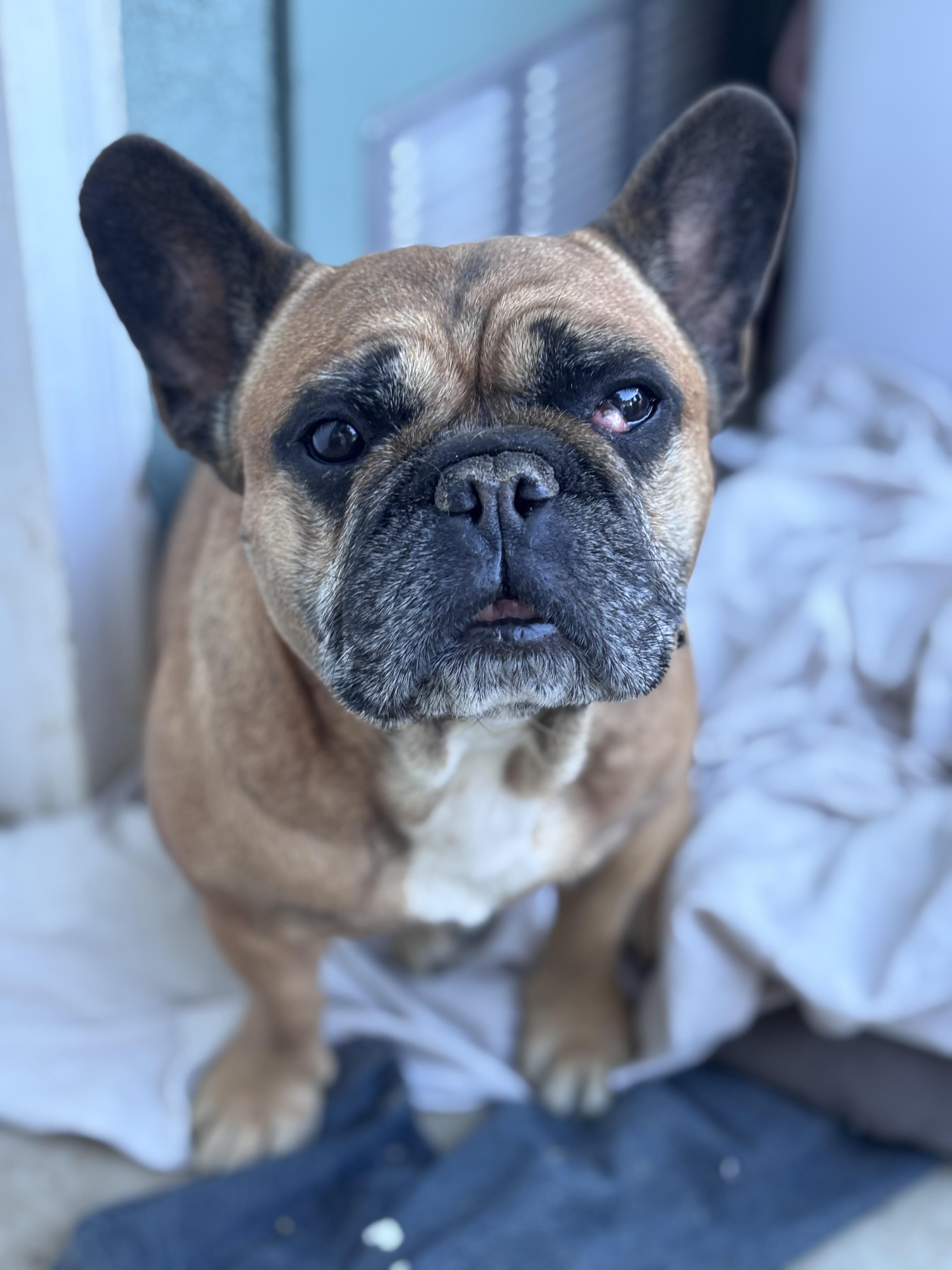Enlarge Zoey, a ADOPTABLE French Bulldog in Corona, CA image 3/4