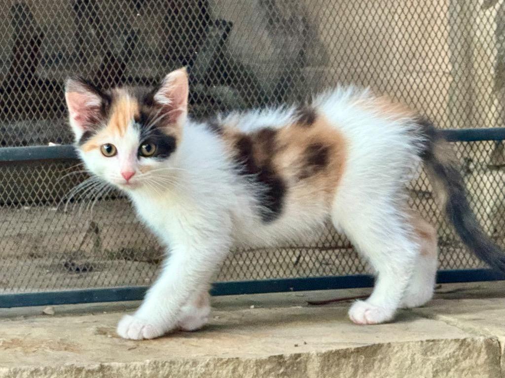 9/26/25 - Flower, Adopted, Kitten Female Domestic Short Hair.