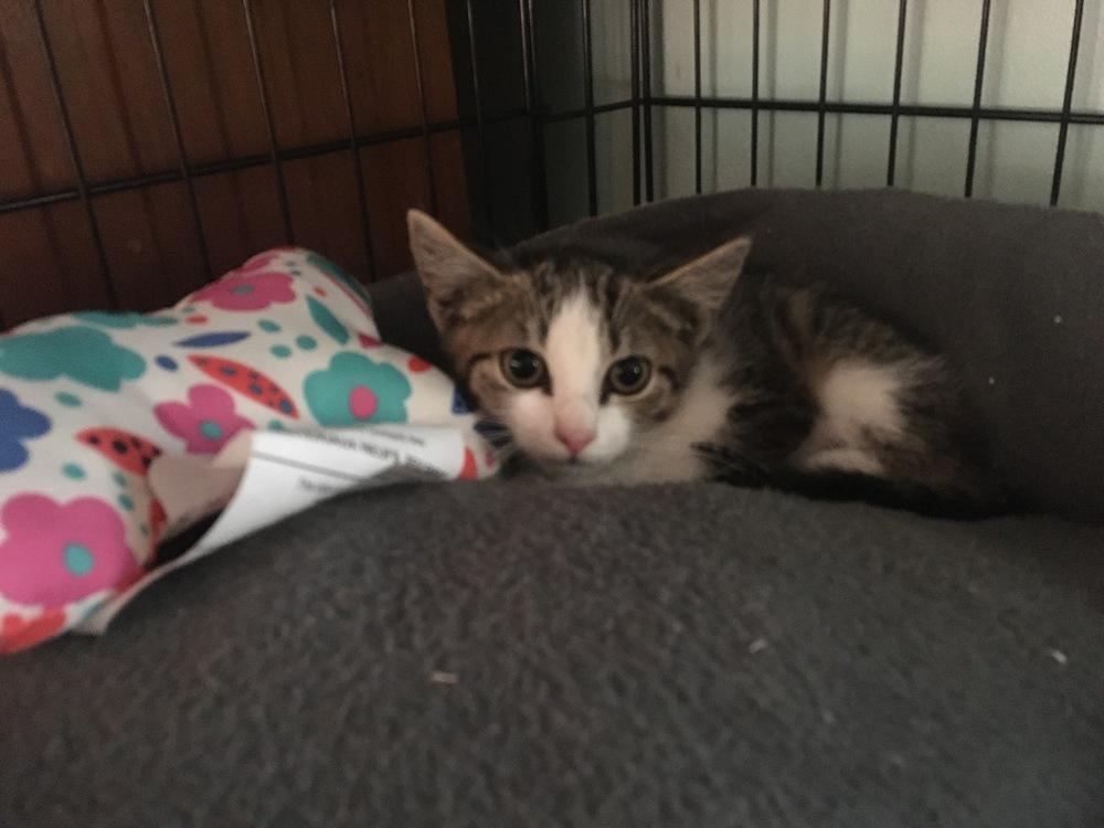 Enlarge Elbee, a Adoptable Domestic Short Hair in Central Islip, NY image 1/4