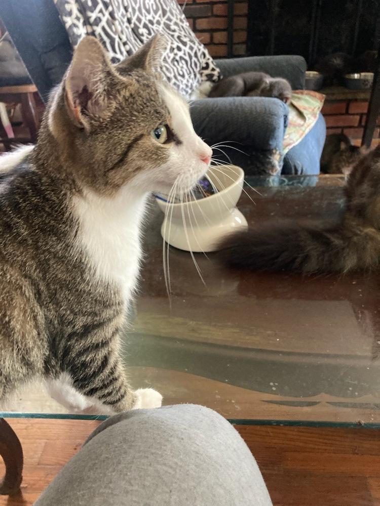 Enlarge Elbee, a Adoptable Domestic Short Hair in Central Islip, NY image 2/4