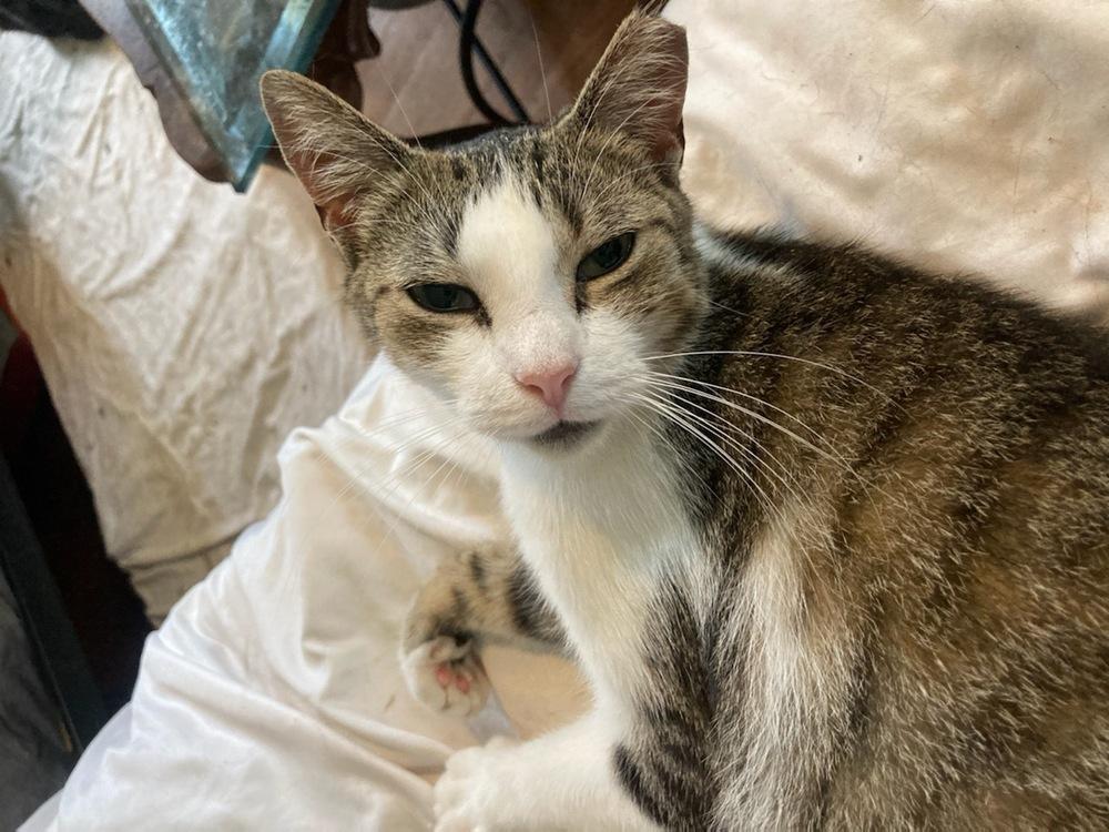 Enlarge Elbee, a Adoptable Domestic Short Hair in Central Islip, NY image 4/4