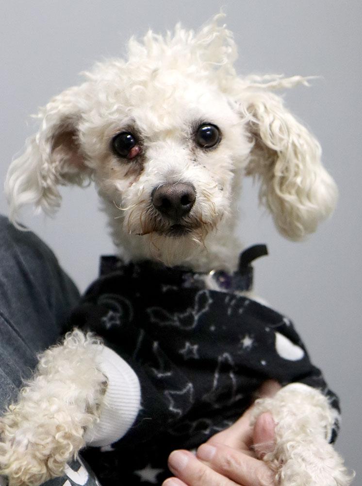 Enlarge Curly (AO35818), an adoptable mixed breed in Kansas City, KS image 2/4