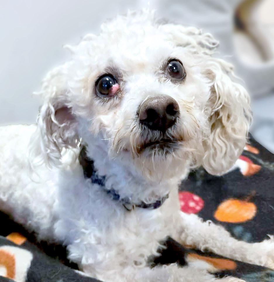 Enlarge Curly (AO35818), an adoptable mixed breed in Kansas City, KS image 1/4