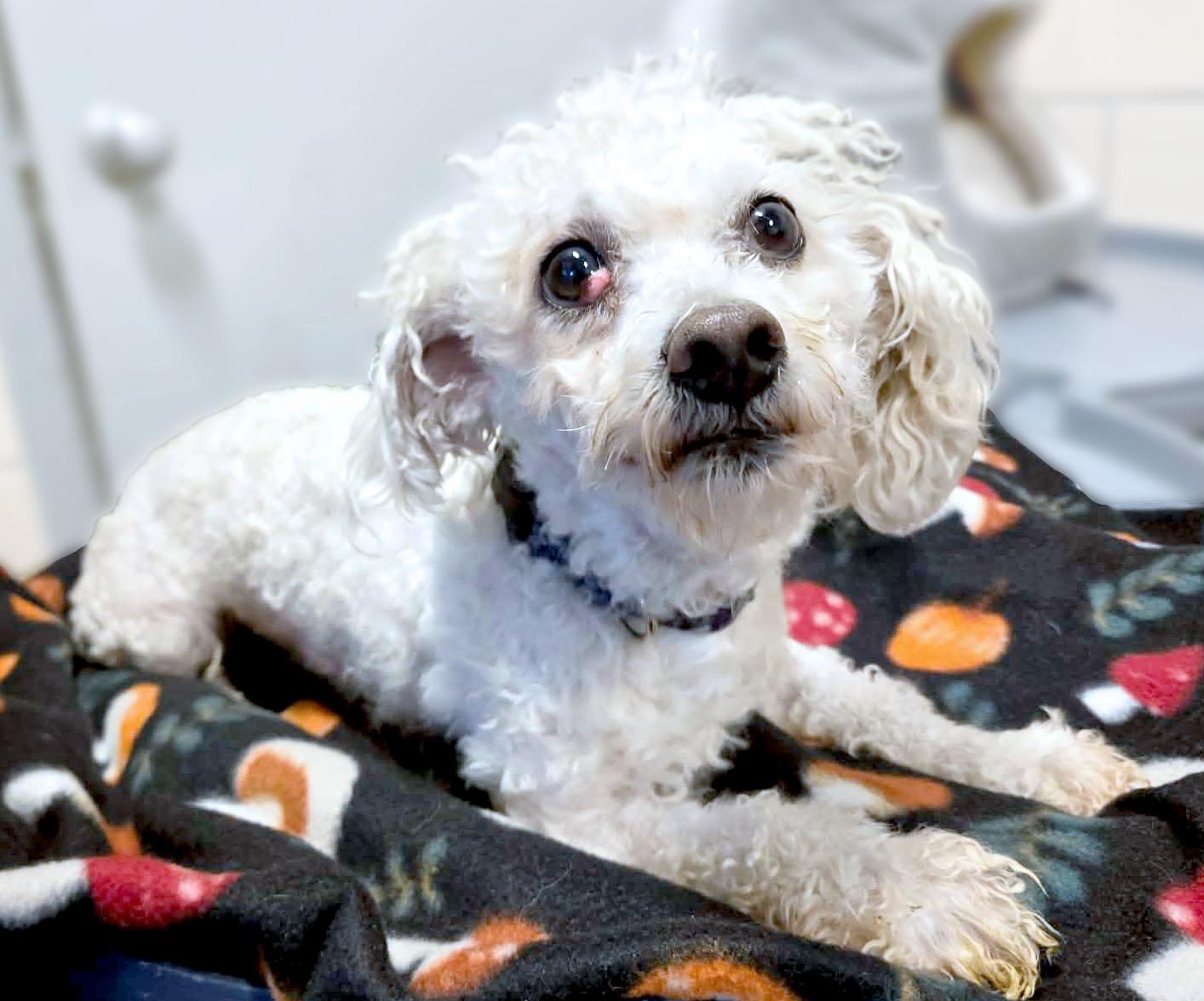 Enlarge Curly (AO35818), an adoptable mixed breed in Kansas City, KS image 3/4