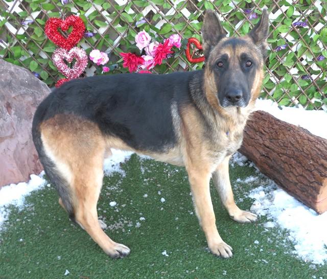 BYRON, adopted, Adult Male German Shepherd Dog.