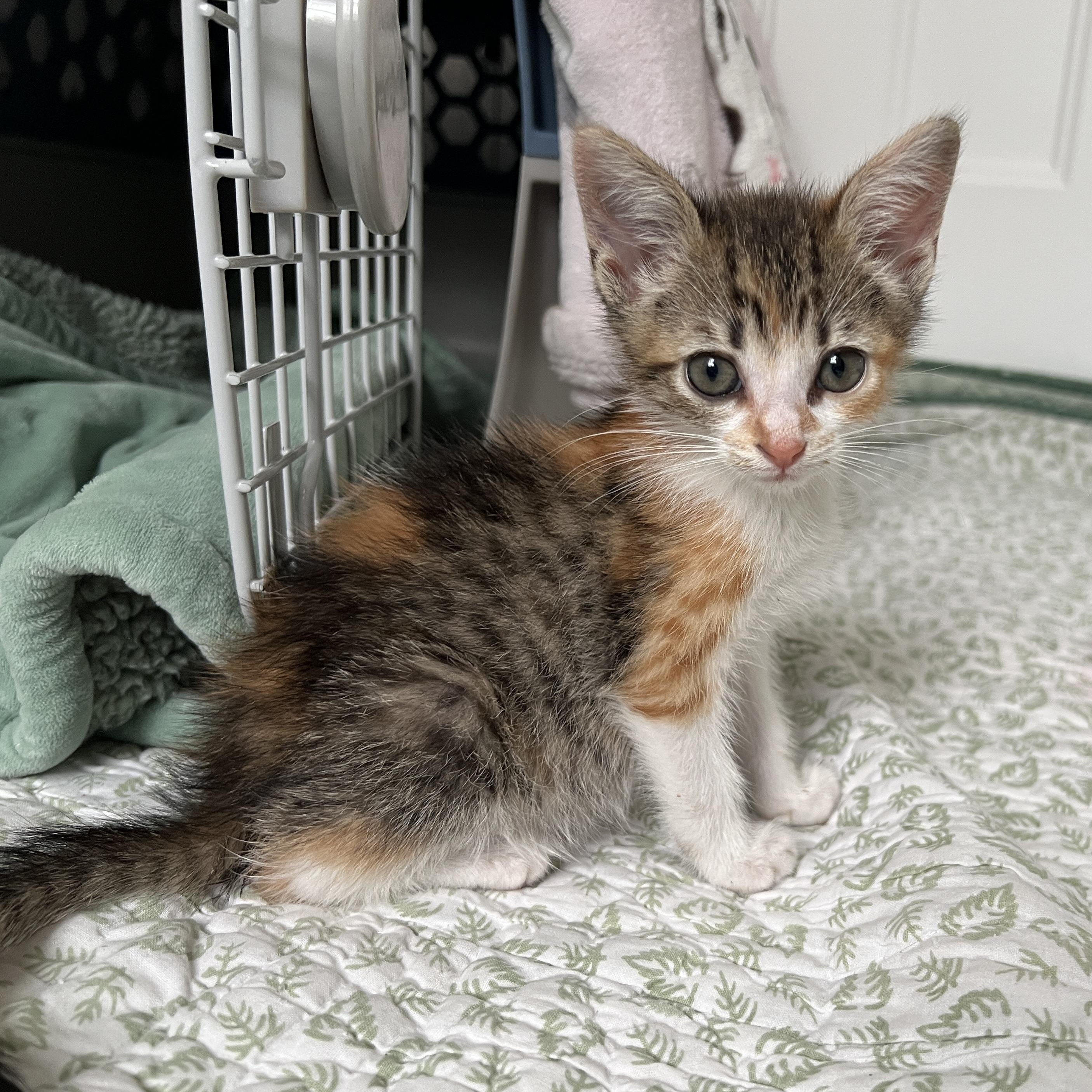 Enlarge Vesper, a ADOPTABLE Domestic Medium Hair in New Bern, NC image 3/4