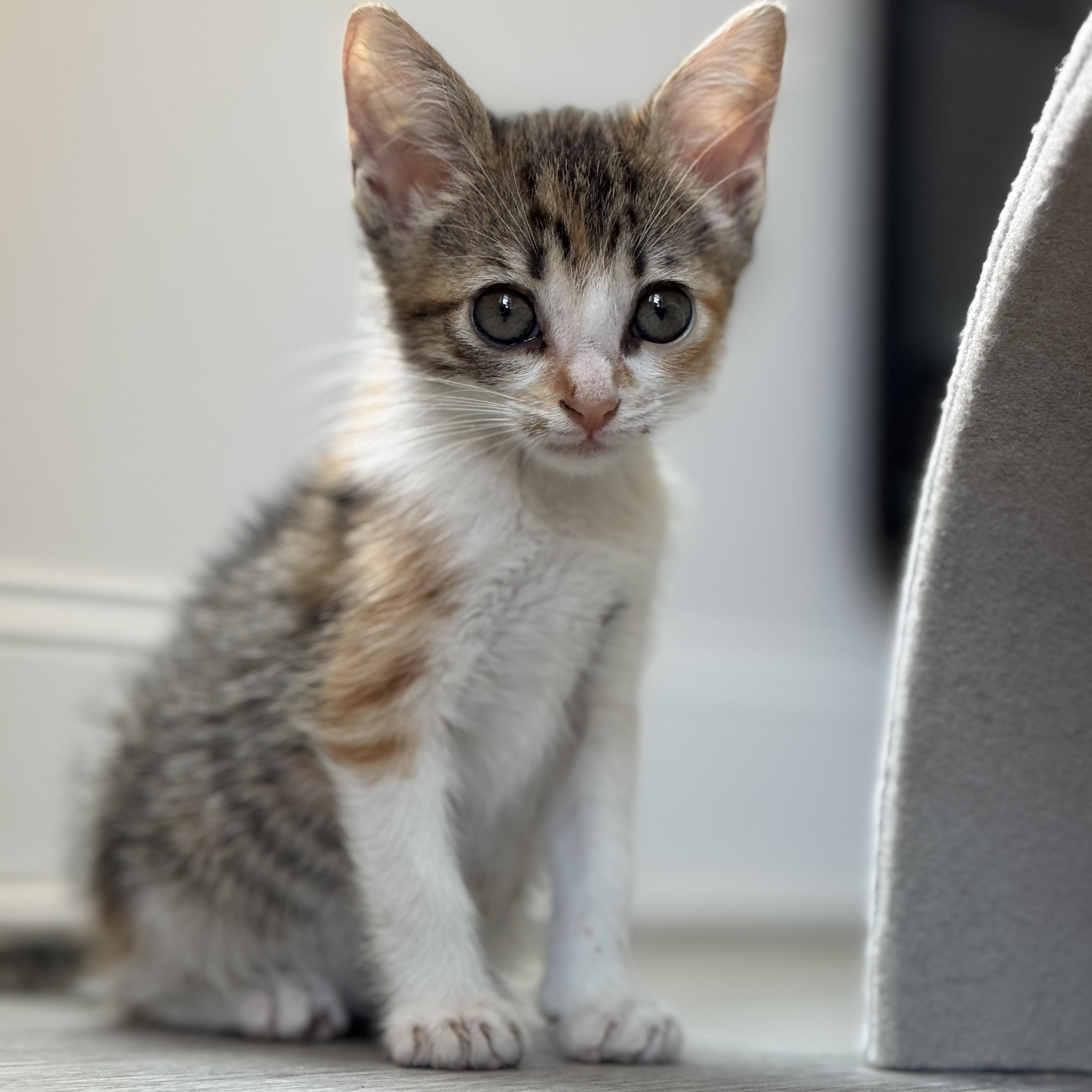 Enlarge Vesper, a ADOPTABLE Domestic Medium Hair in New Bern, NC image 2/4