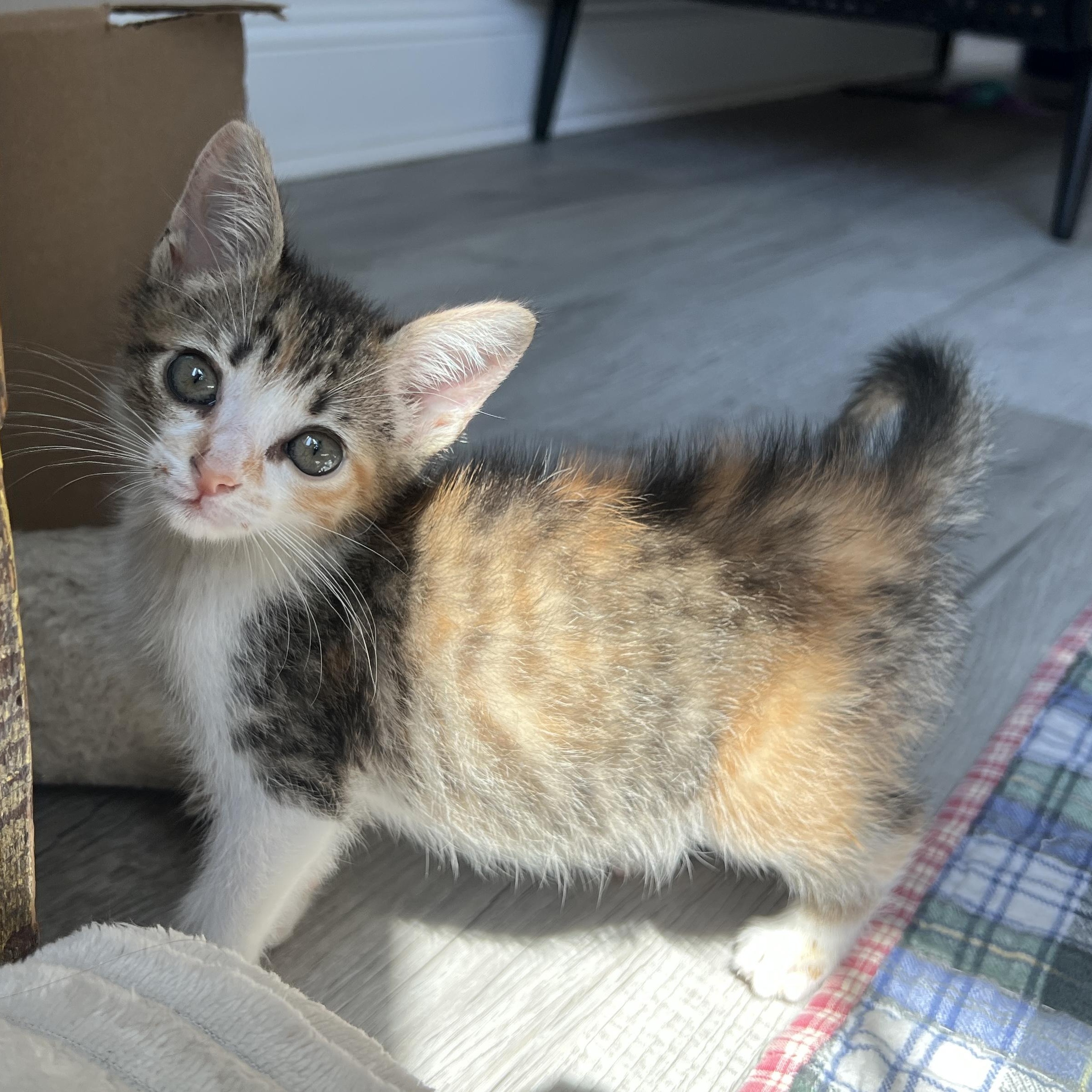 Vesper, ADOPTABLE, Kitten Female Domestic Medium Hair.