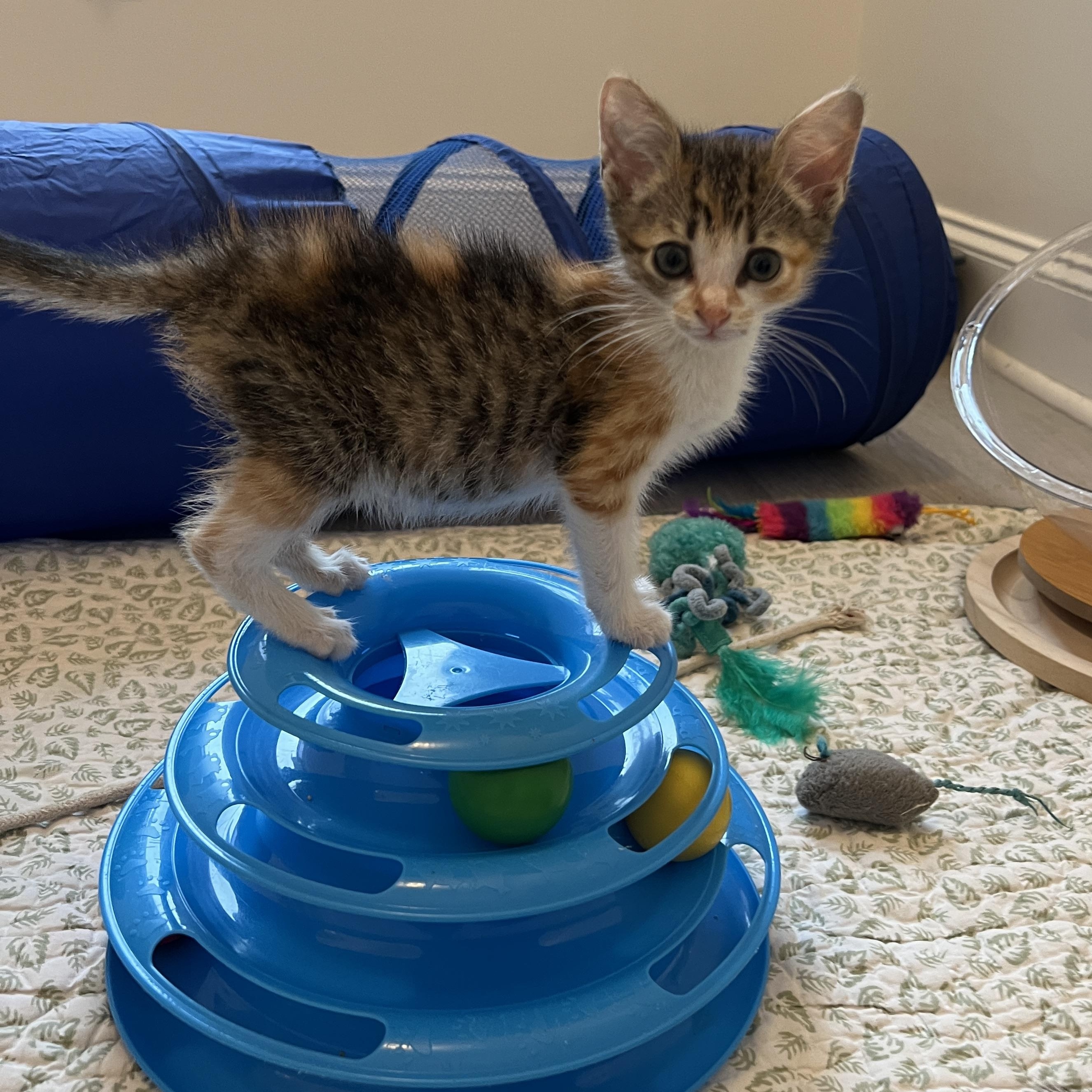 Enlarge Vesper, a ADOPTABLE Domestic Medium Hair in New Bern, NC image 4/4