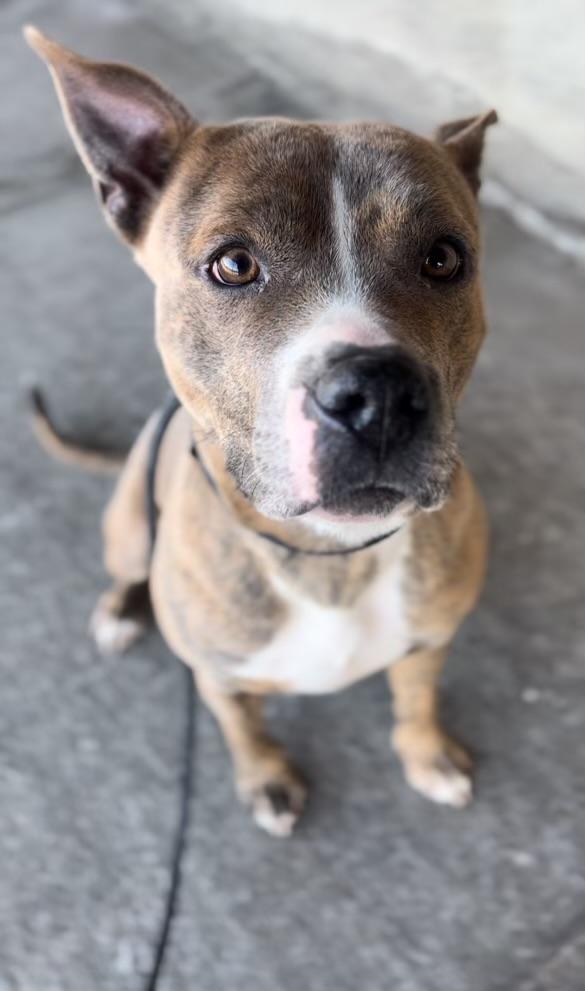 Deuce, Adult Female unknown