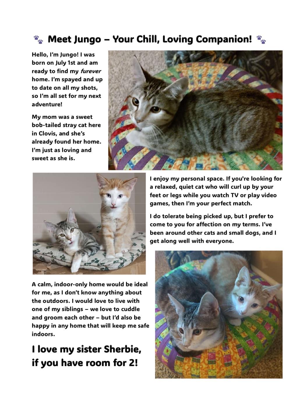 Jungo, Adopted, Young Female Domestic Short Hair.