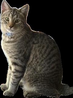 Benjamin, an adoptable Tabby, Domestic Short Hair in Pasco, WA, 99301 | Photo Image 1
