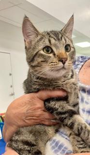Benjamin, an adoptable Tabby, Domestic Short Hair in Pasco, WA, 99301 | Photo Image 4