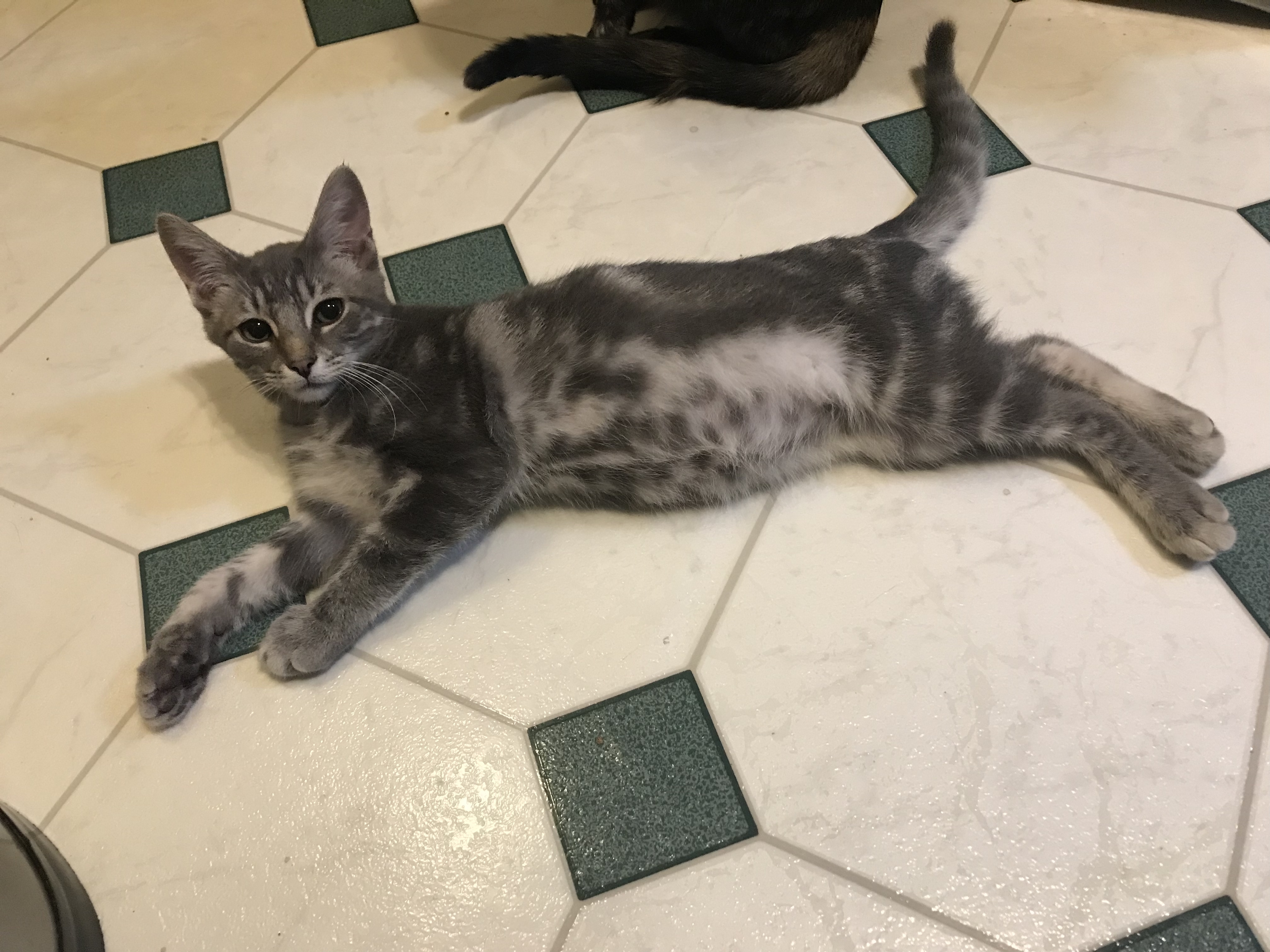 Cinder, Adoptable, Adult Male Domestic Short Hair & Tabby.