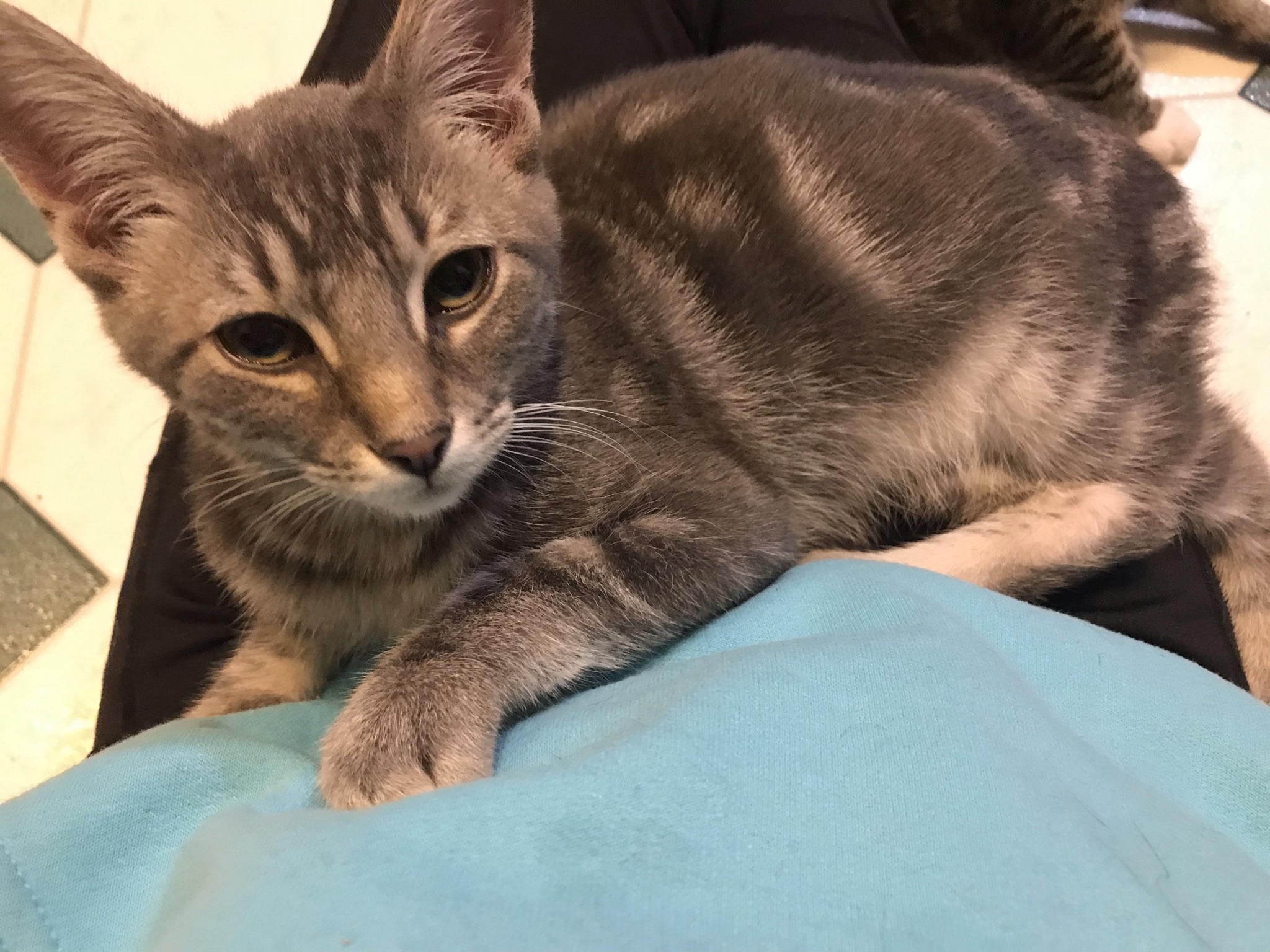 Cinder, a Adoptable mixed breed in Hopkinsville, KY image 2/12