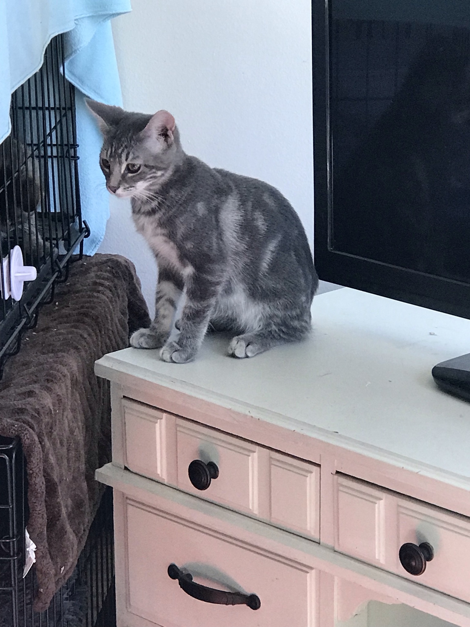Cinder, Adoptable, Adult Male Domestic Short Hair & Tabby.