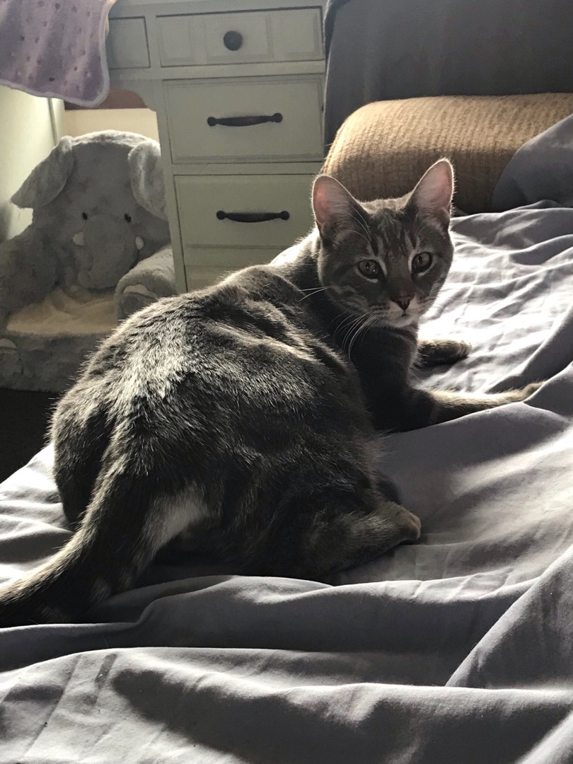 Cinder, Adoptable, Adult Male Domestic Short Hair & Tabby.