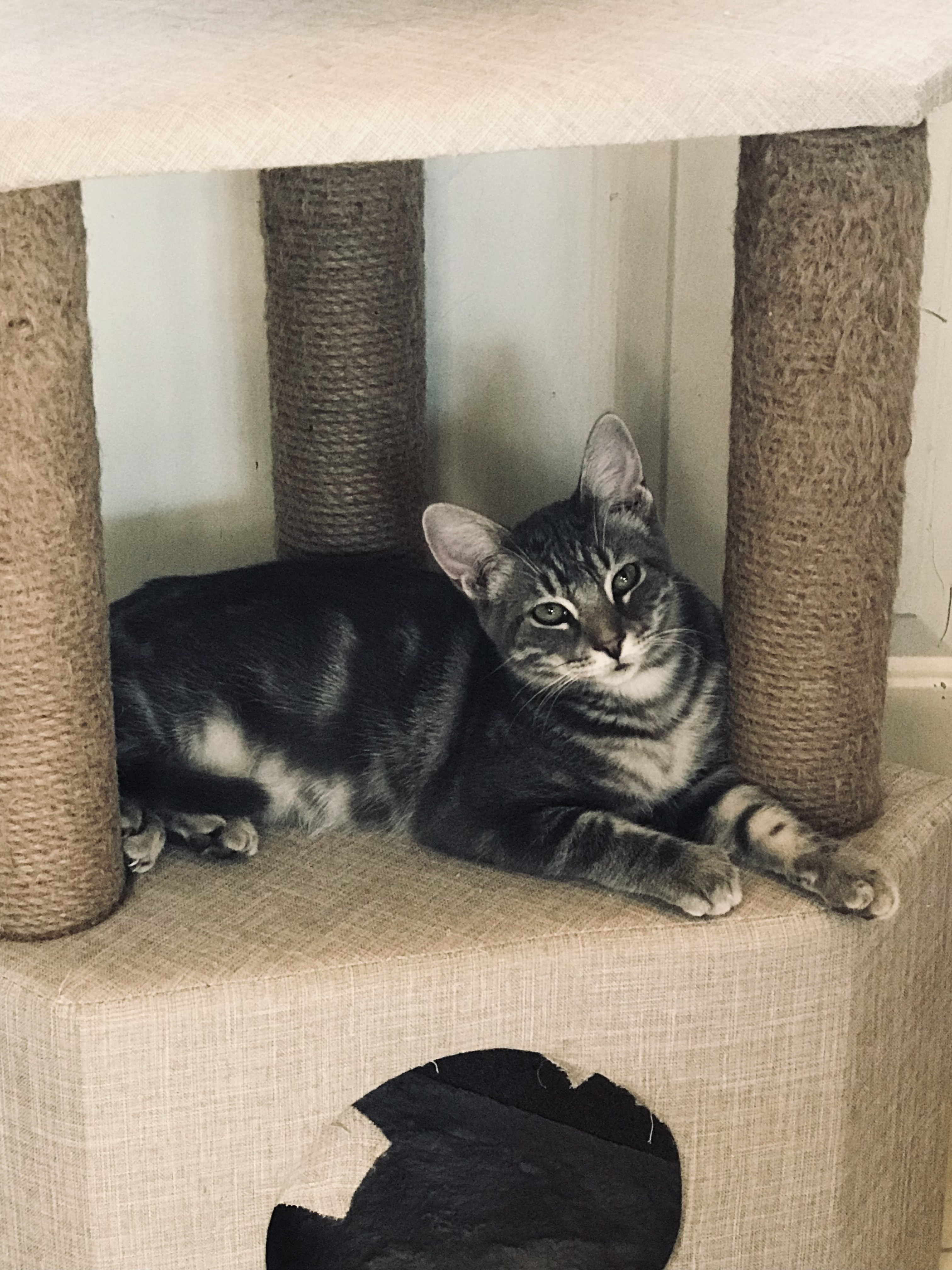 Cinder, a Adoptable mixed breed in Hopkinsville, KY image 6/12