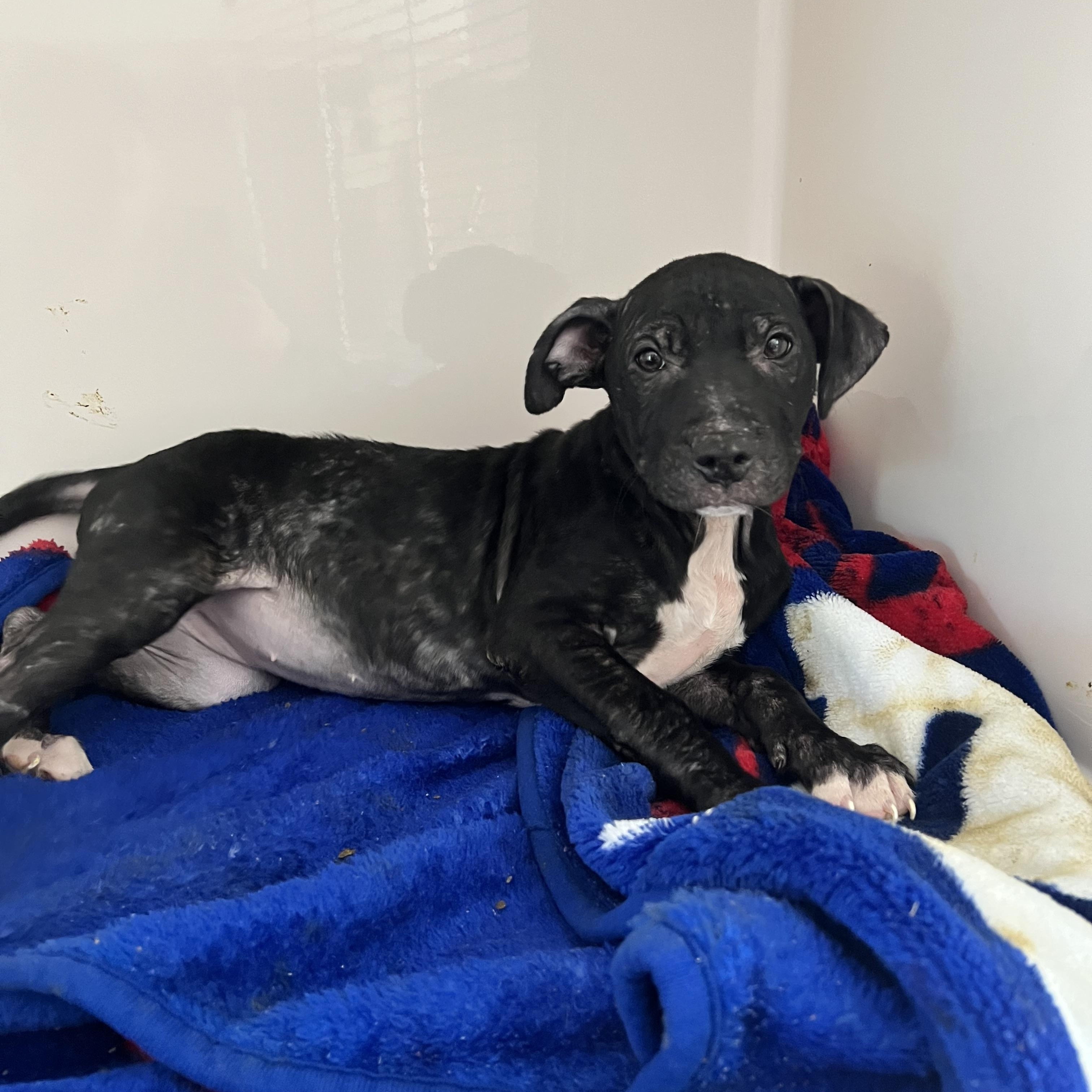 Enlarge Sophia, an adopted mixed breed in Horn Lake, MS image 4/6