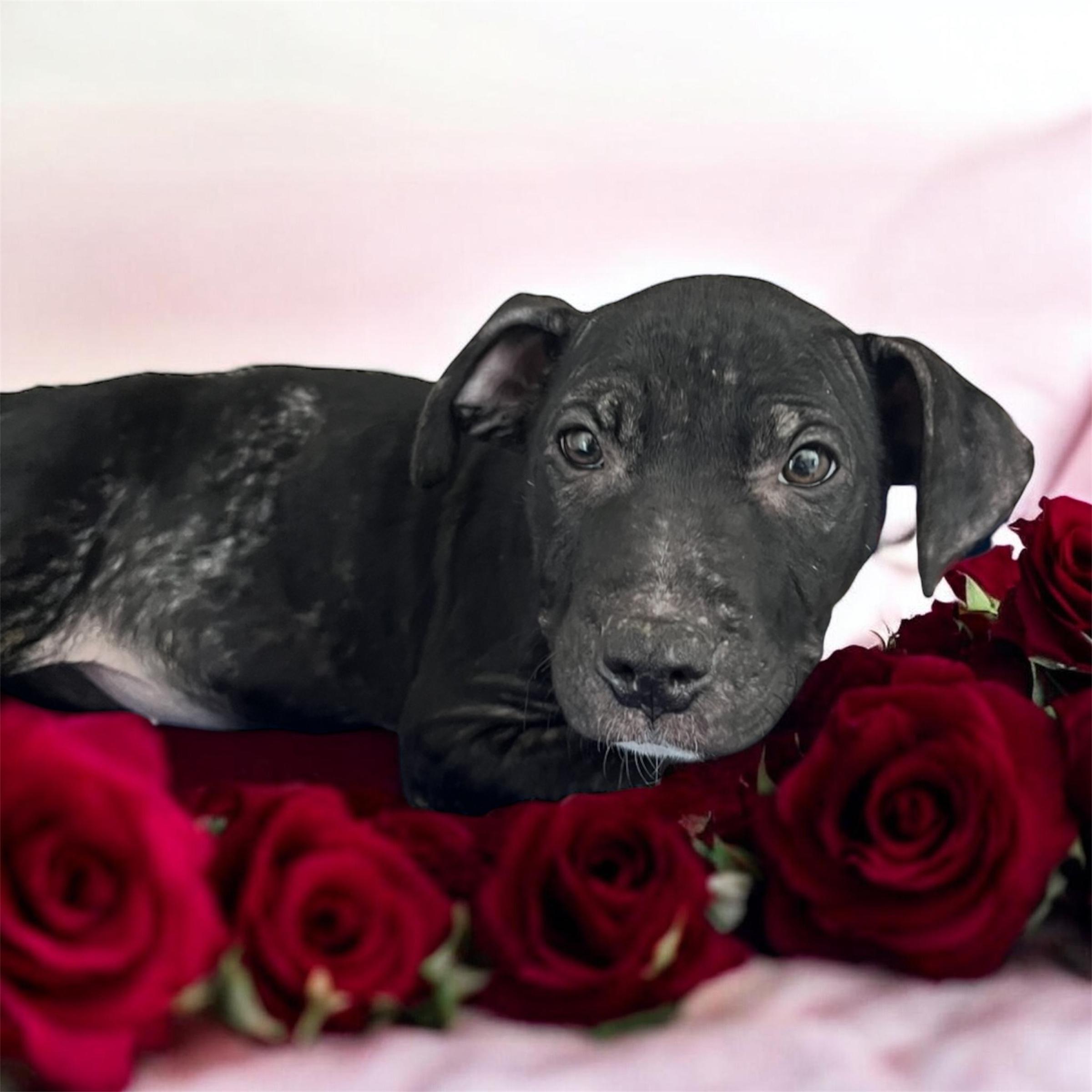 Enlarge Sophia, an adopted mixed breed in Horn Lake, MS image 1/6