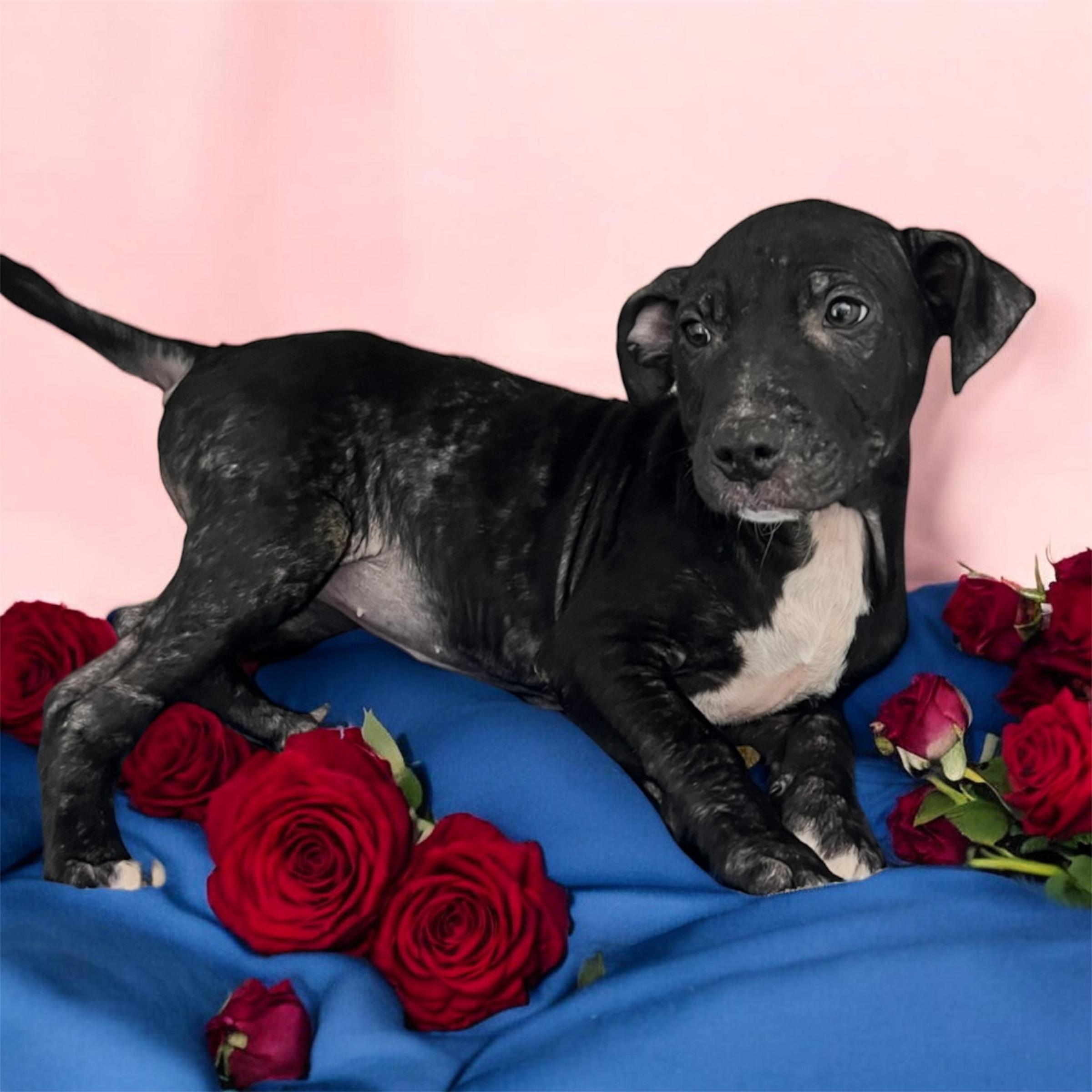 Enlarge Sophia, an adopted mixed breed in Horn Lake, MS image 2/6