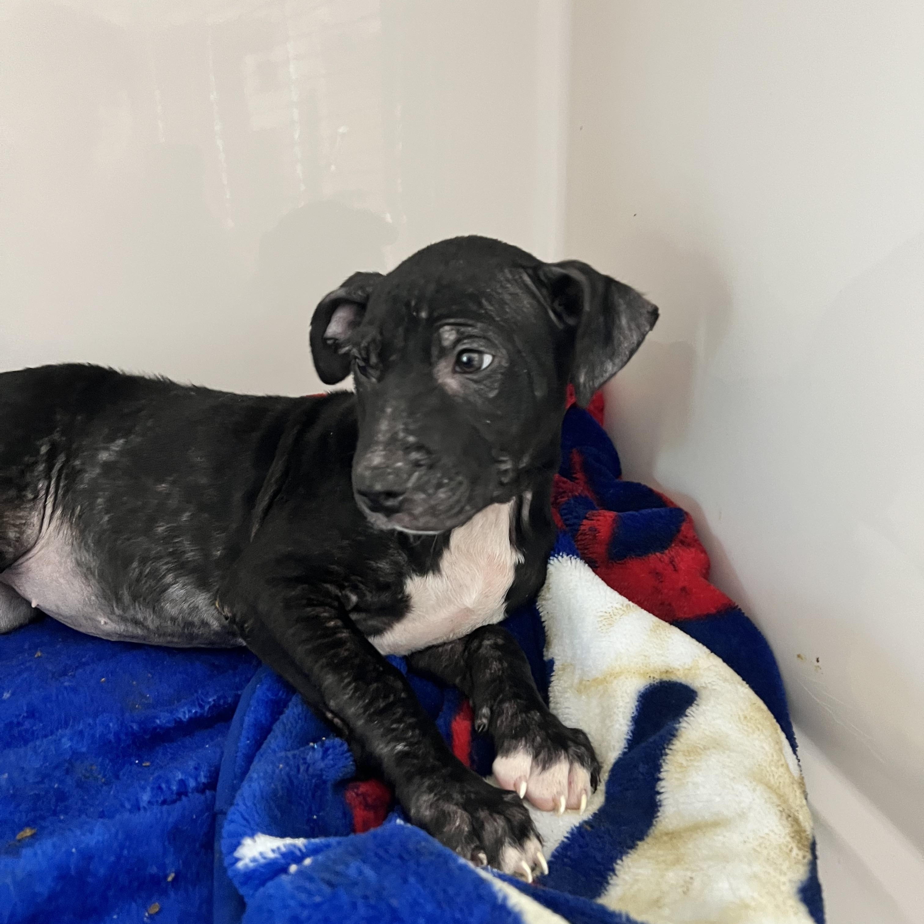 Enlarge Sophia, an adopted mixed breed in Horn Lake, MS image 5/6