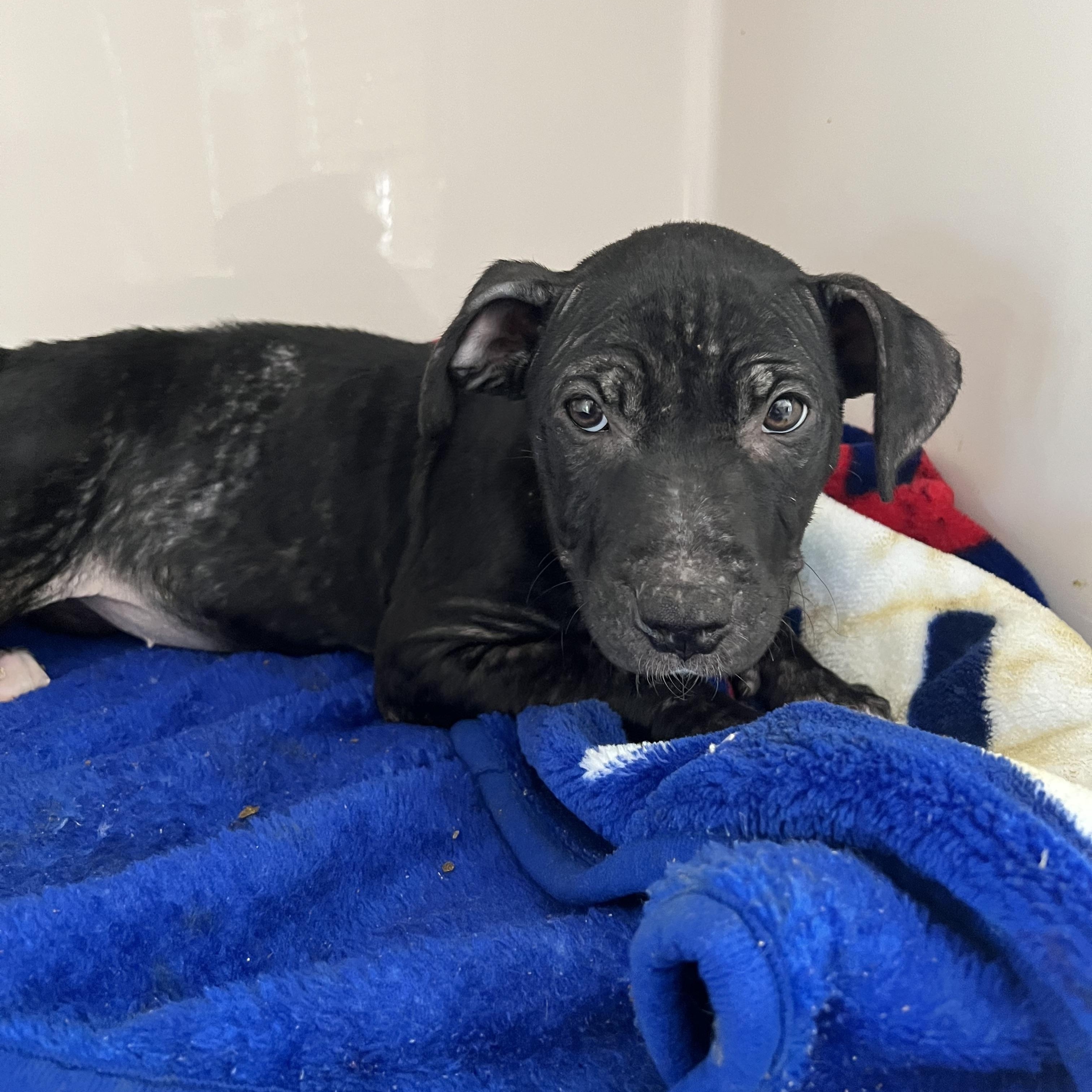 Enlarge Sophia, an adopted mixed breed in Horn Lake, MS image 3/6