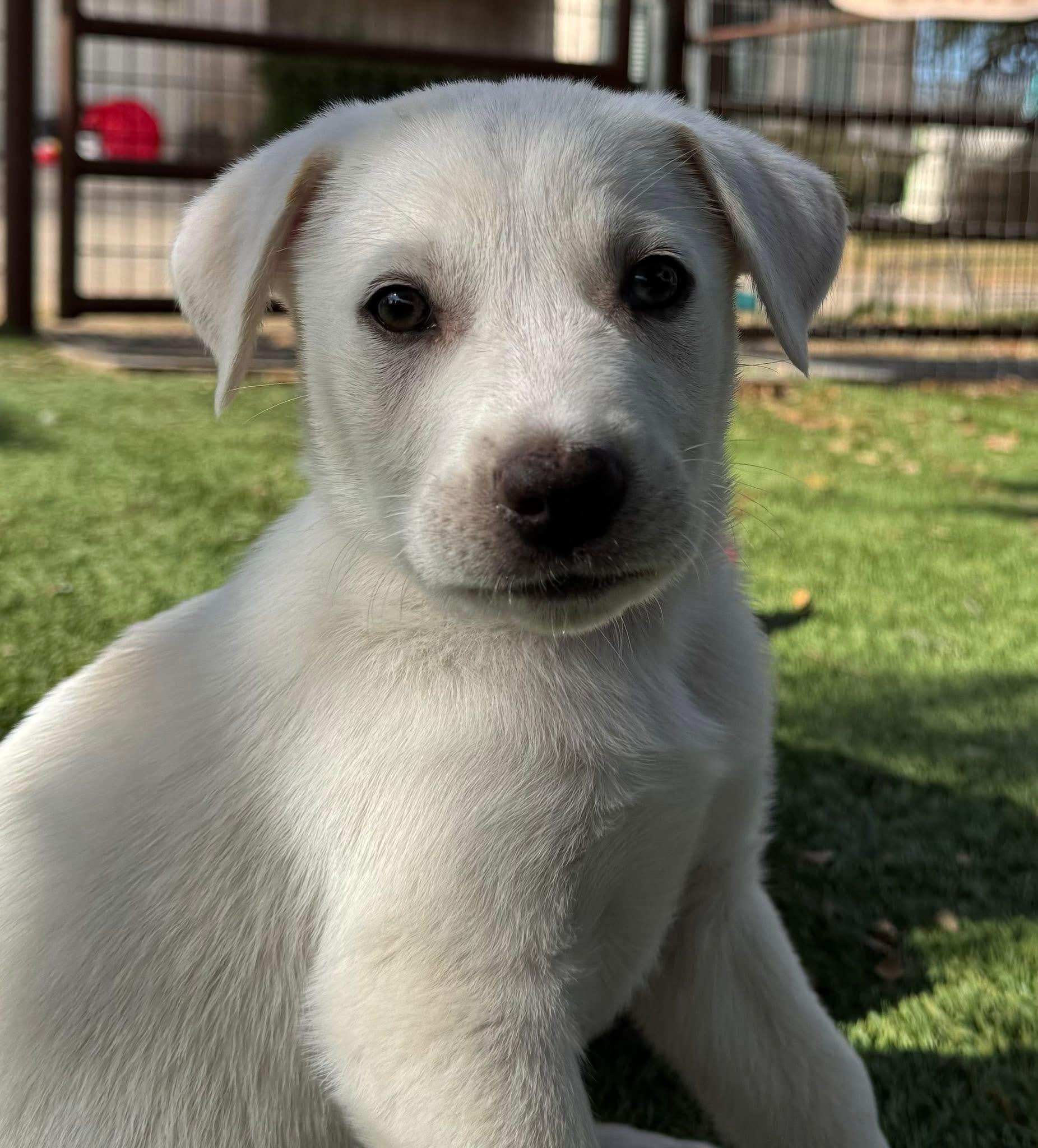 Jelly Bean , an adopted Labrador Retriever in Keller, TX image 4/5