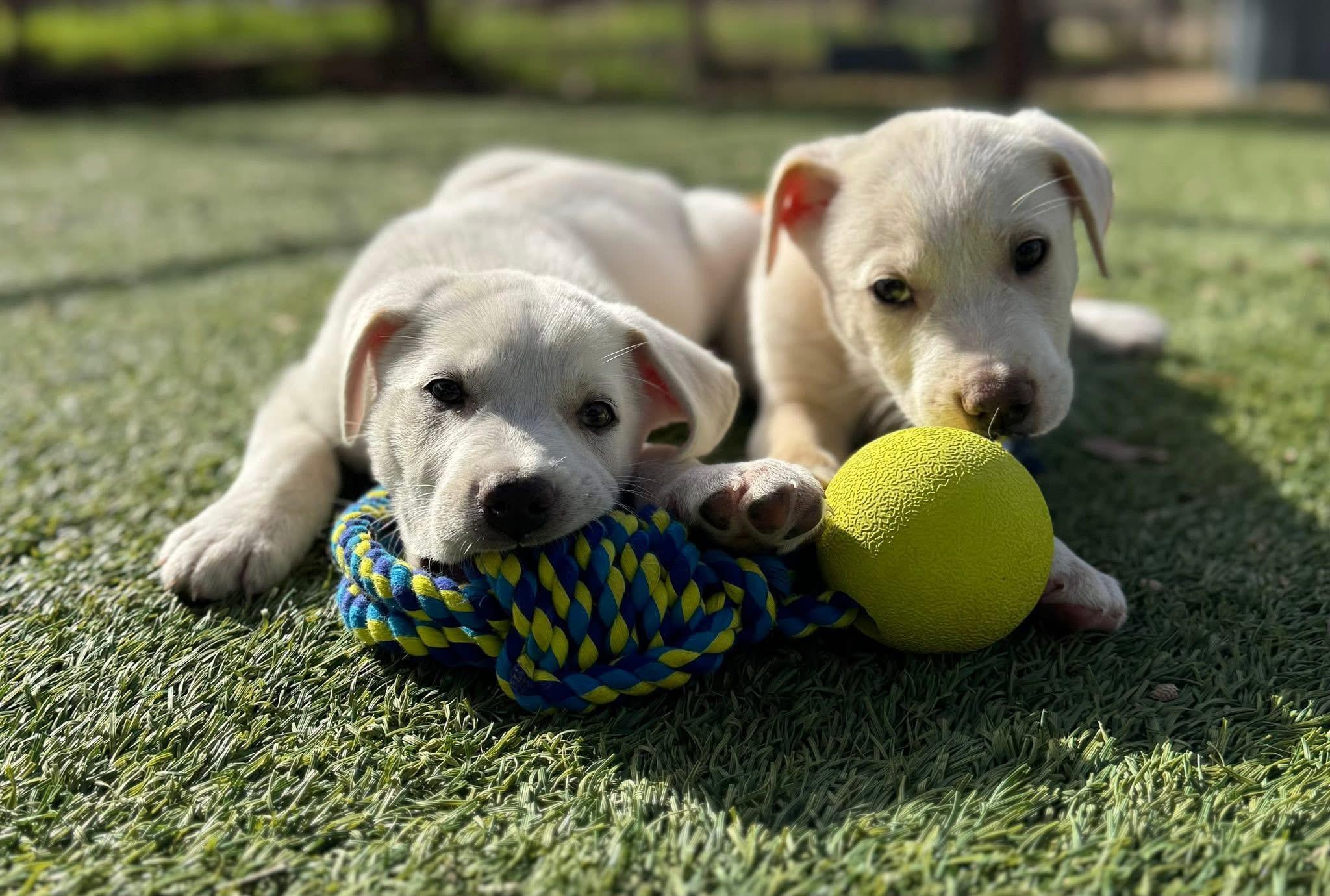 Jelly Bean , an adopted Labrador Retriever in Keller, TX image 2/5