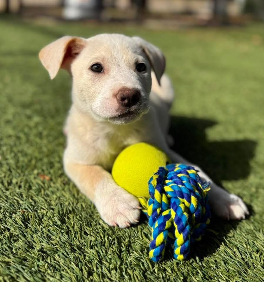 Jelly Bean , an adopted Labrador Retriever in Keller, TX image 5/5